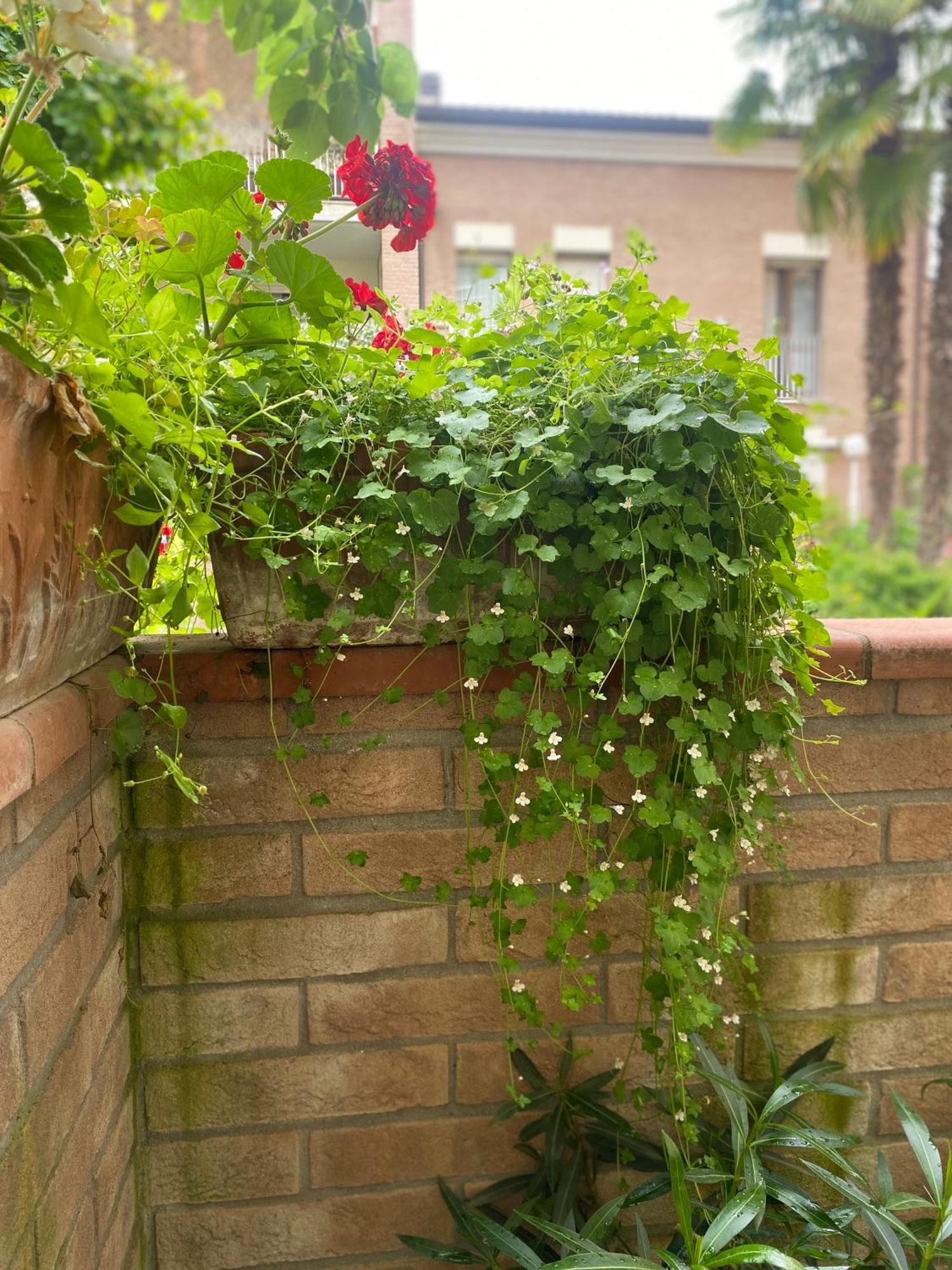 Casa de hóspedes Con Giardino *